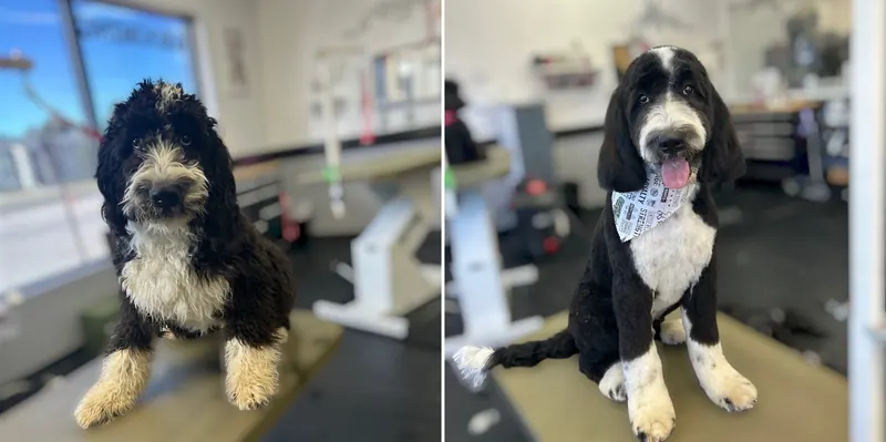 A black and white doodle, before and after a groom at Zuzu's Pet Spa.