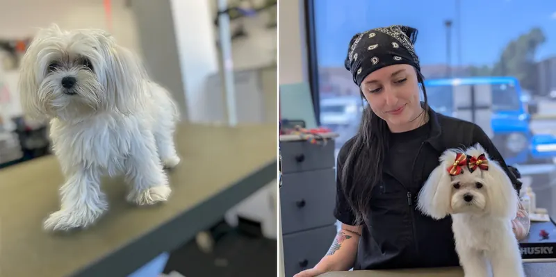 A white Maltese, before and after a groom at Zuzu's Pet Spa.