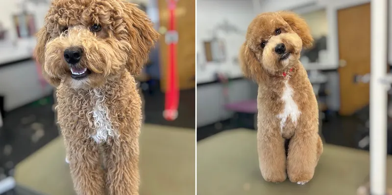 An apricot doodle, before and after a groom at Zuzu's Pet Spa.