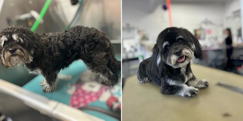 A black and grey doodle, before and after a groom at Zuzu's Pet Spa.