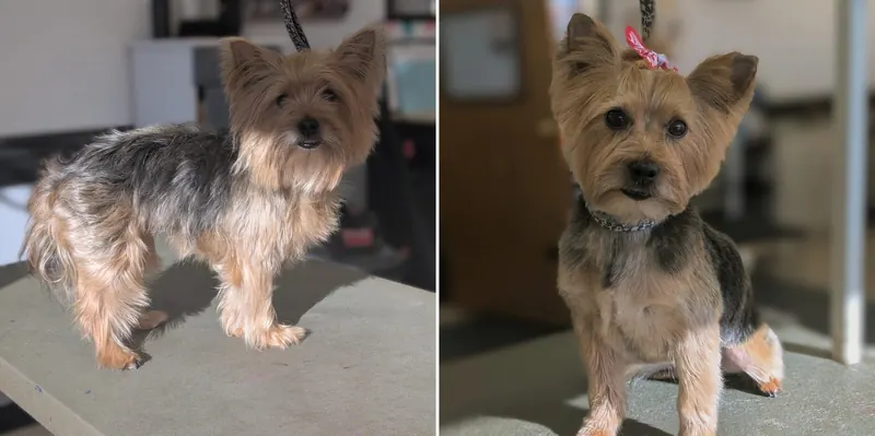 A Yorkie in a short cut, before and after a groom at Zuzu's Pet Spa.
