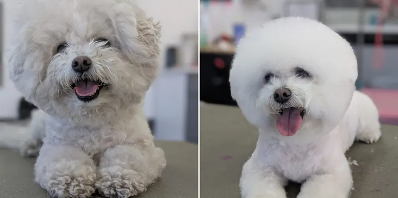 A Bichon Frise, before and after a groom at Zuzu's Pet Spa.