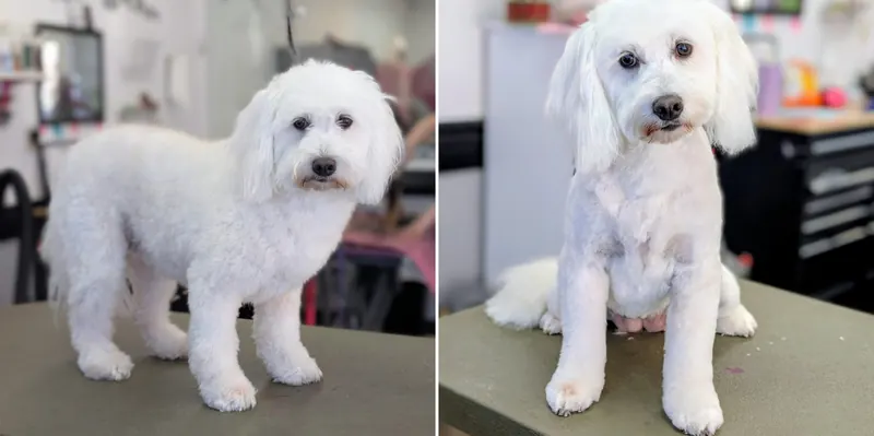 A white Maltese, before and after a groom at Zuzu's Pet Spa.