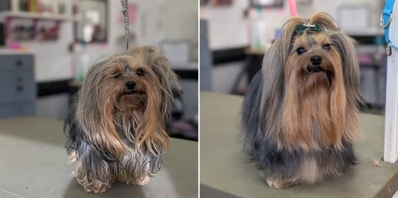 A long-coated Yorkie, before and after a groom at Zuzu's Pet Spa.