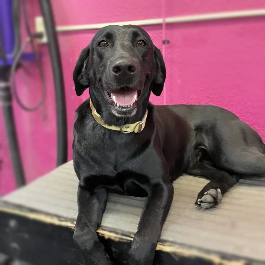 A Labrador Retriever groomed at Zuzu's.