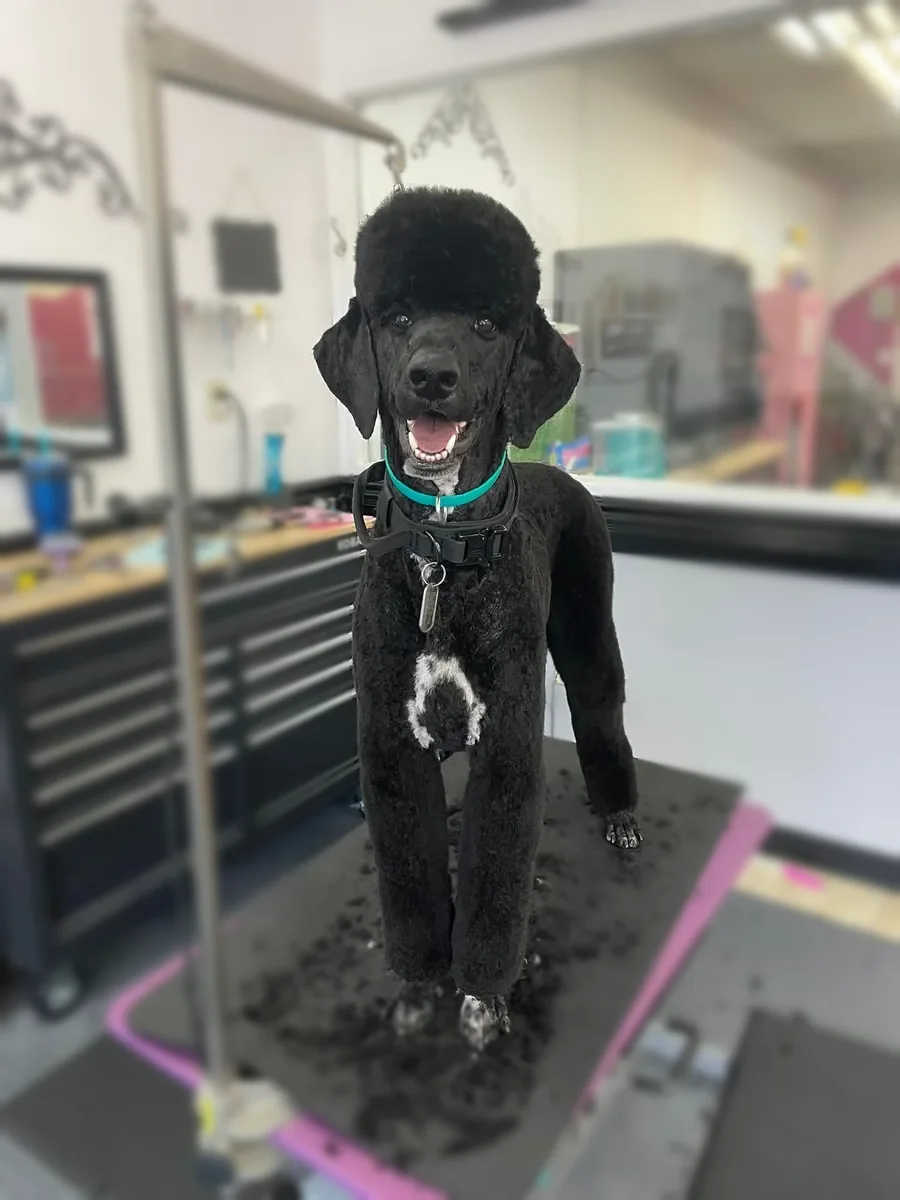 A black Standard Poodle in a fresh breed trim, standing on the grooming table.