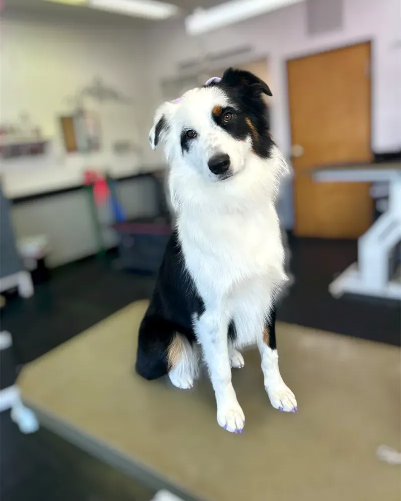 A black tricolor Australian Shepherd sitting on the grooming table, head tilted.