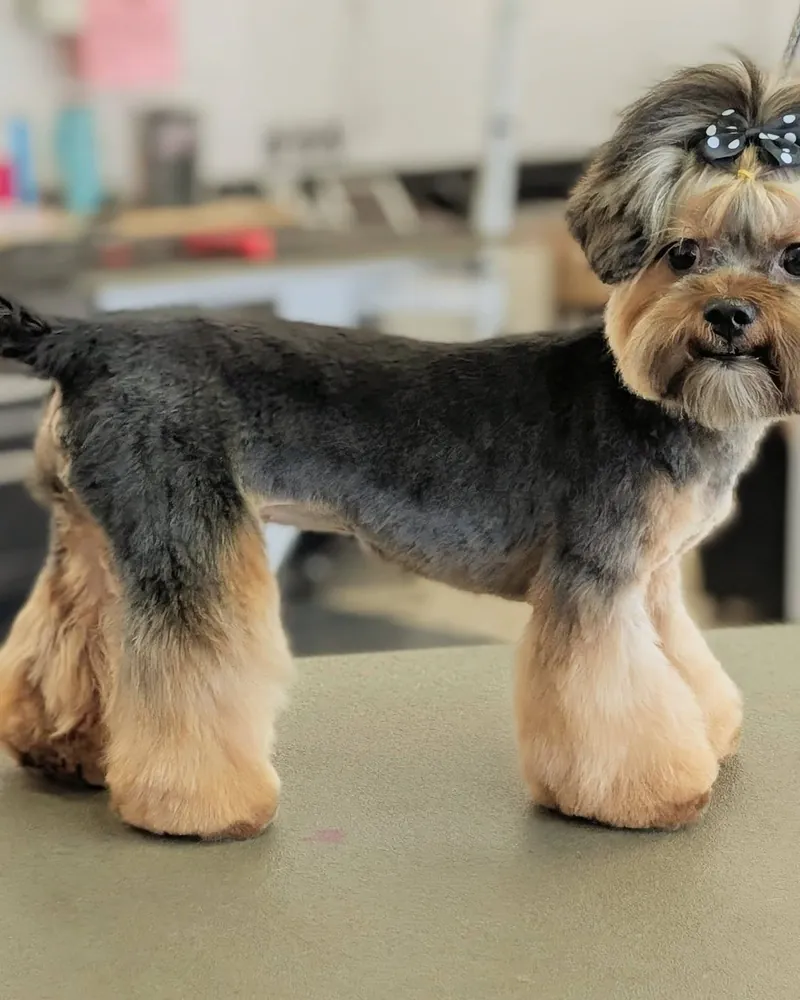 A Yorkie in a neat breed trim with a bow, standing on the grooming table.