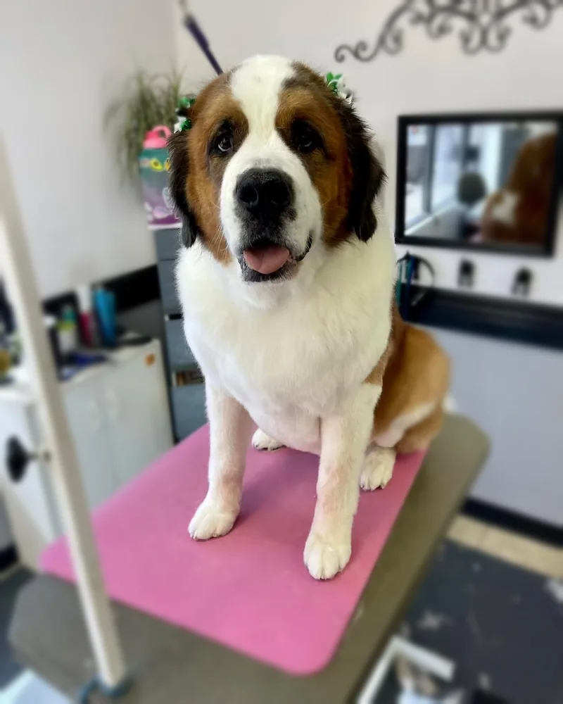 A happy Saint Bernard sitting up on the grooming table after a bath and brush.