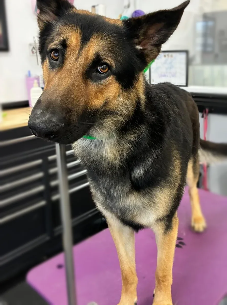 A black and tan German Shepherd standing on the grooming table after a bath and brush.
