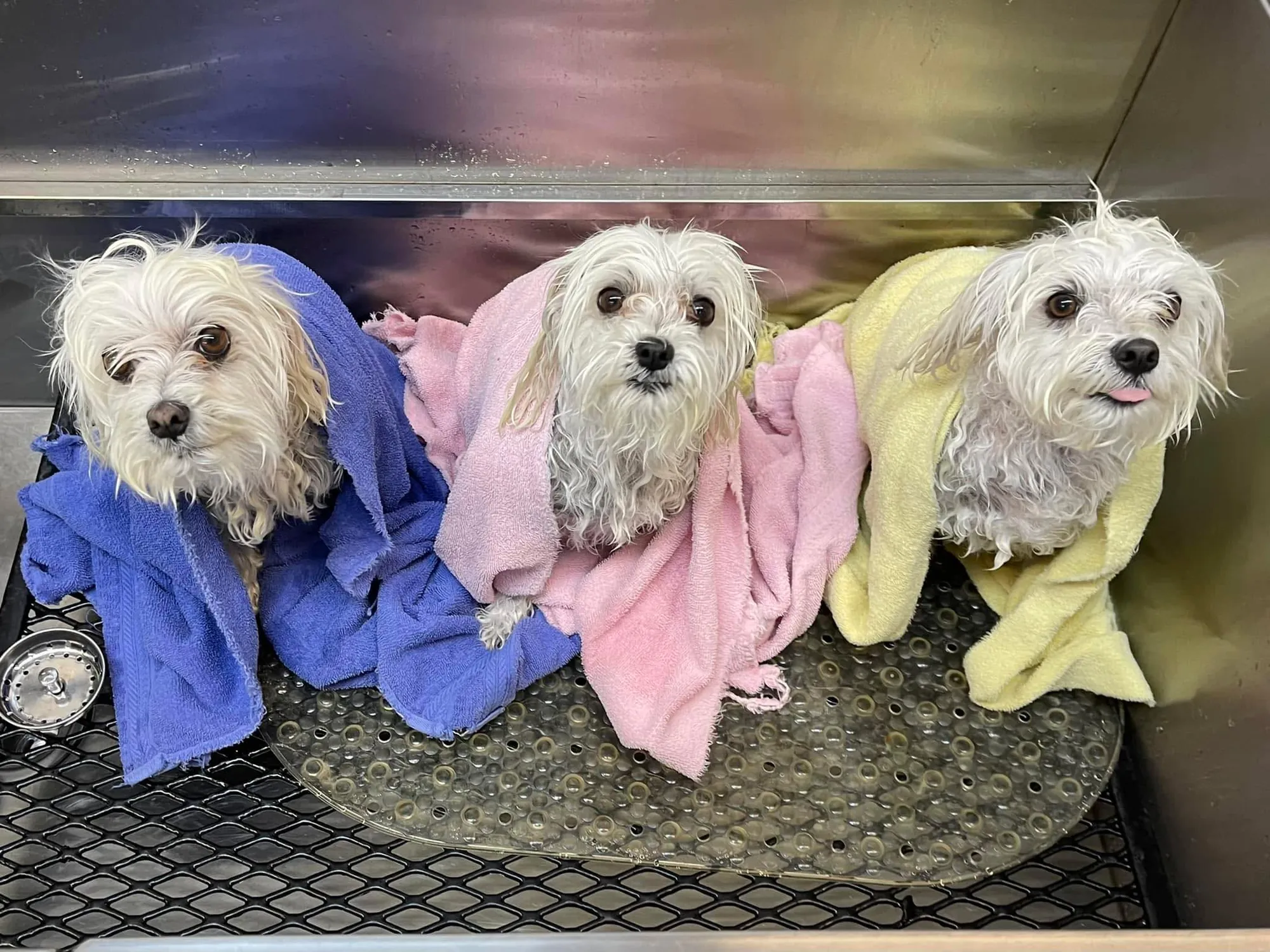 Three white Maltese wrapped in blue, pink and yellow towels after their bath at Zuzu's Pet Spa.