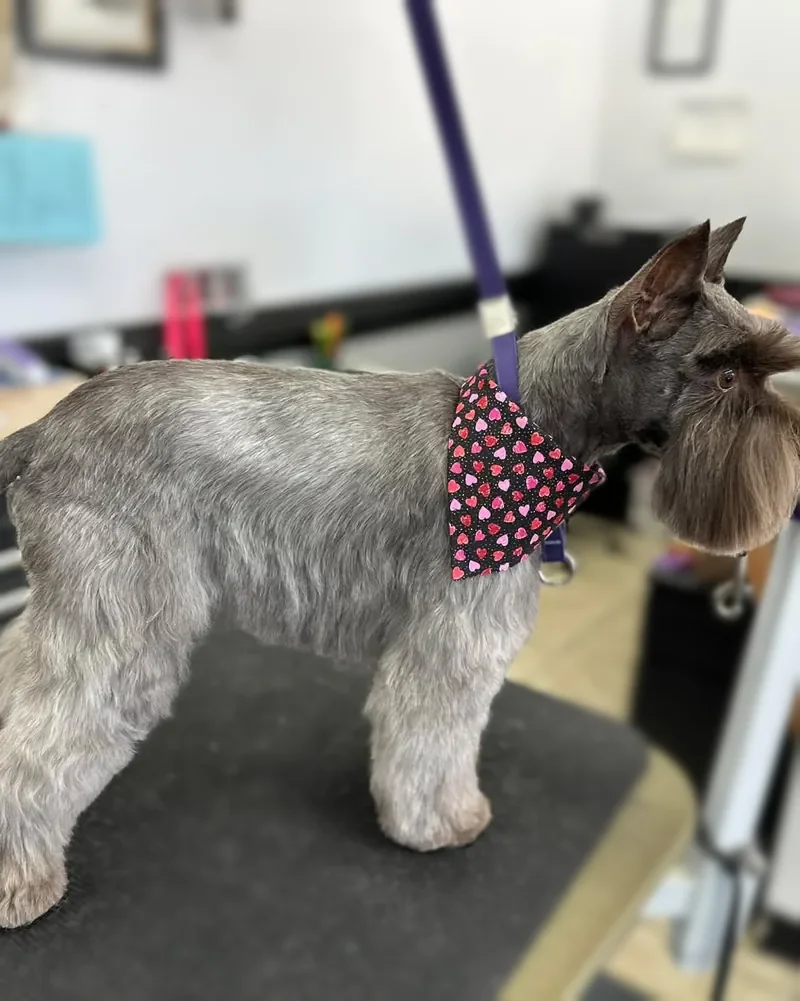 A Miniature Schnauzer groomed at Zuzu's.