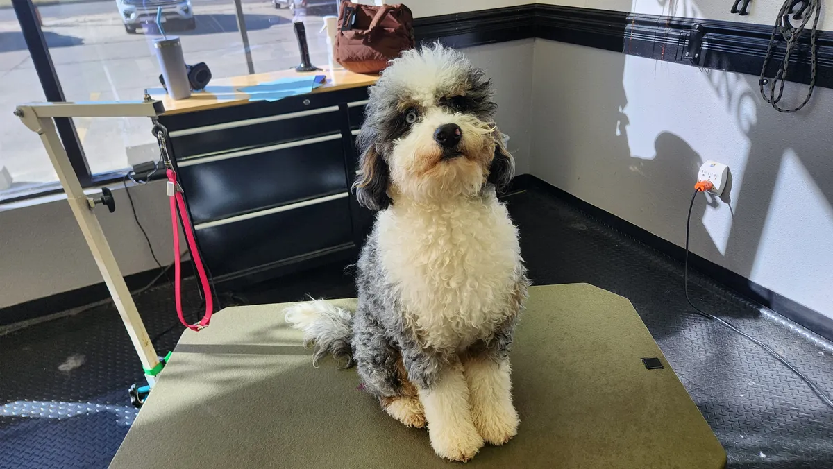 The merle doodle at check in, before the groom.