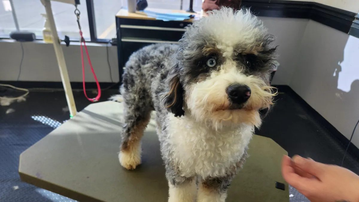 Close-up of the merle doodle at check in, one blue eye and one brown eye.