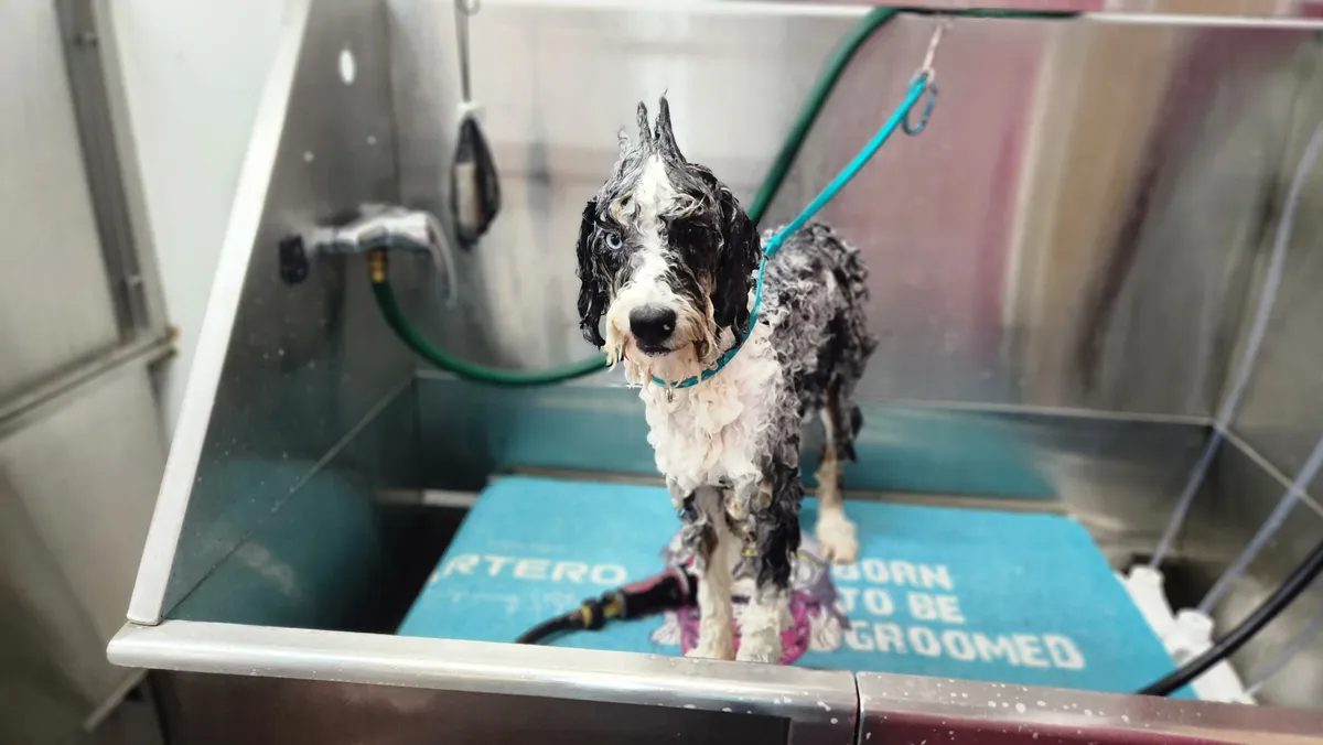 The merle doodle standing wet in the tub during its bath.