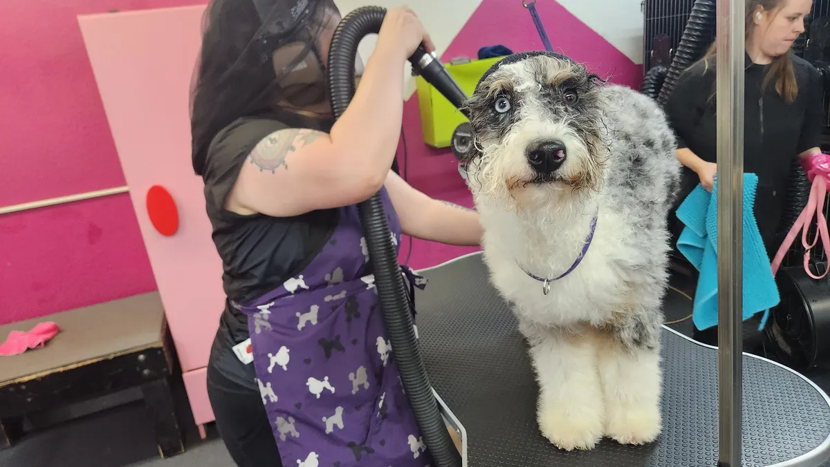 A groomer hand drying the merle doodle with a blow dryer.
