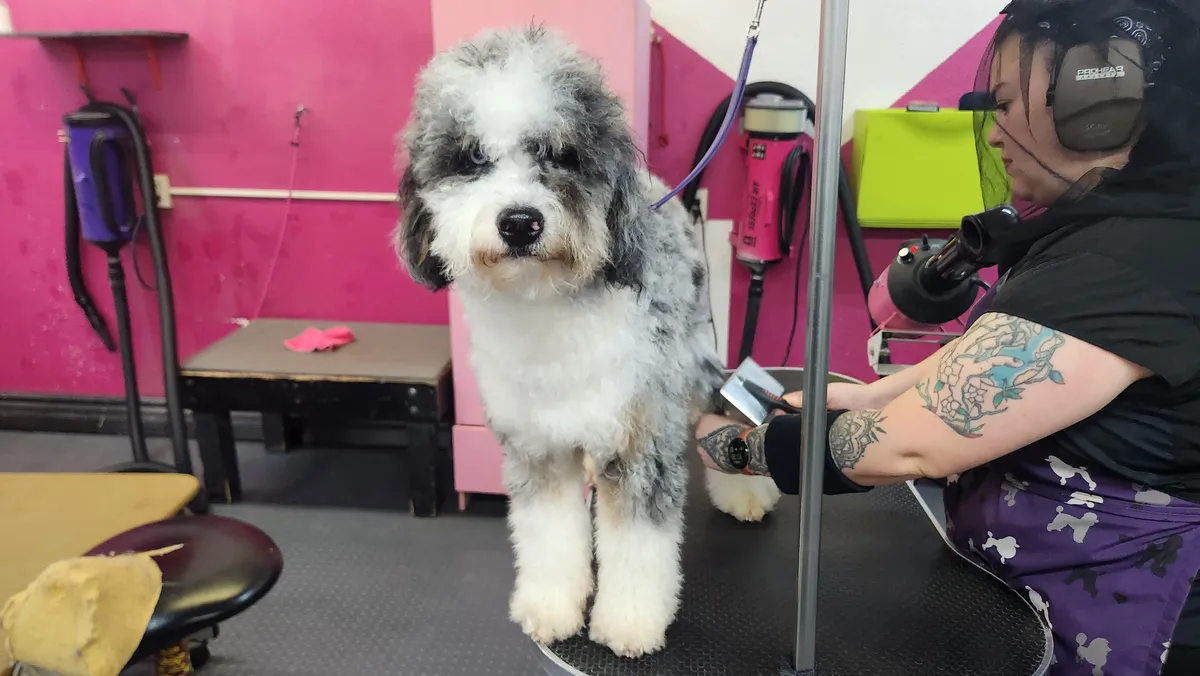 The merle doodle fresh from the blow-dry, fluffy and standing in front of the pink wall.