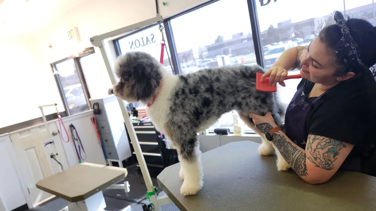 A groomer brushing out the merle doodle's coat on the table.