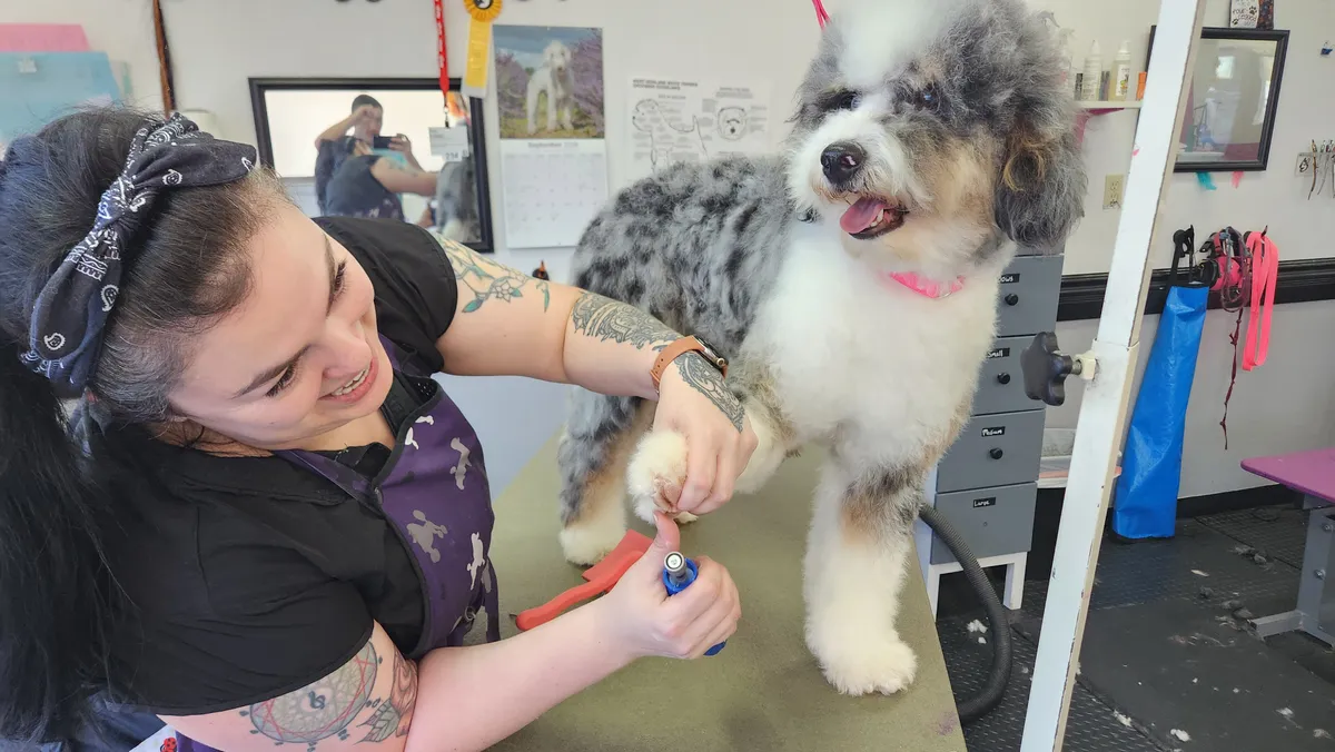 A groomer filing the merle doodle's nails.