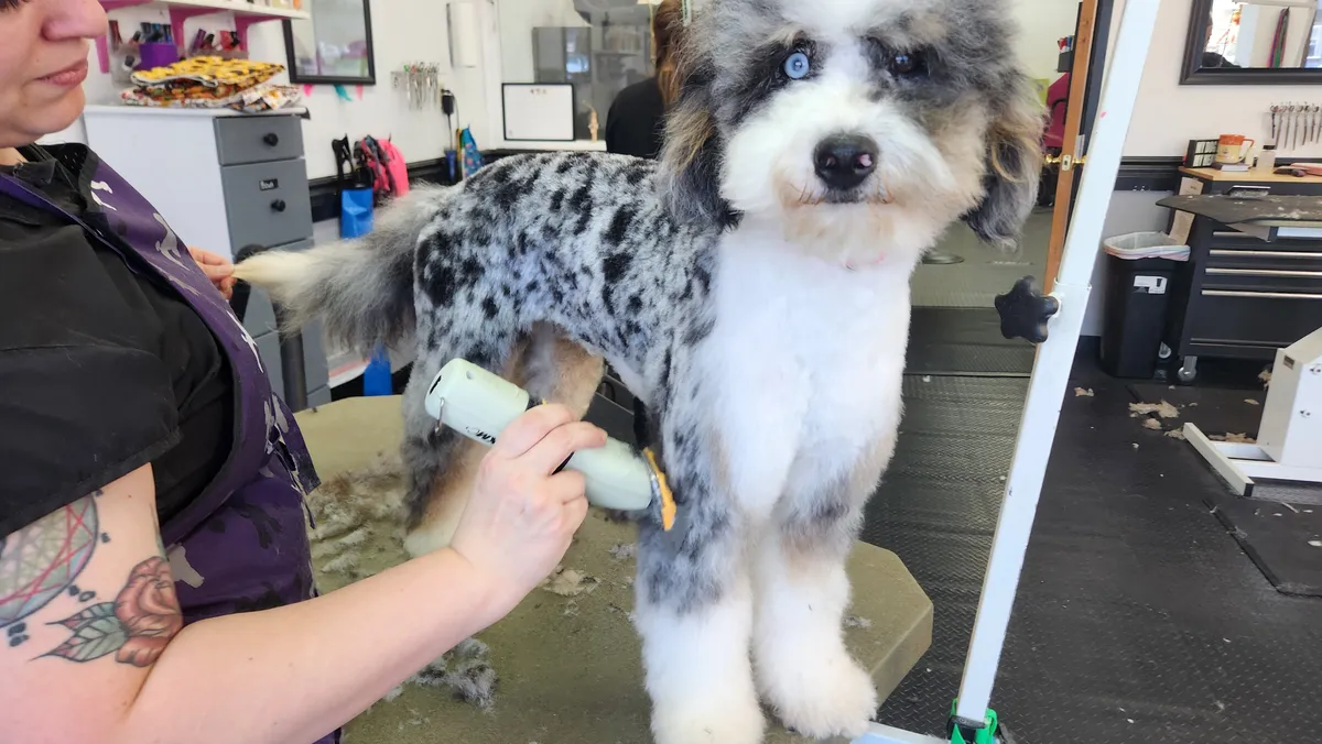 A groomer clipping the merle doodle's coat, the dog standing on the table.