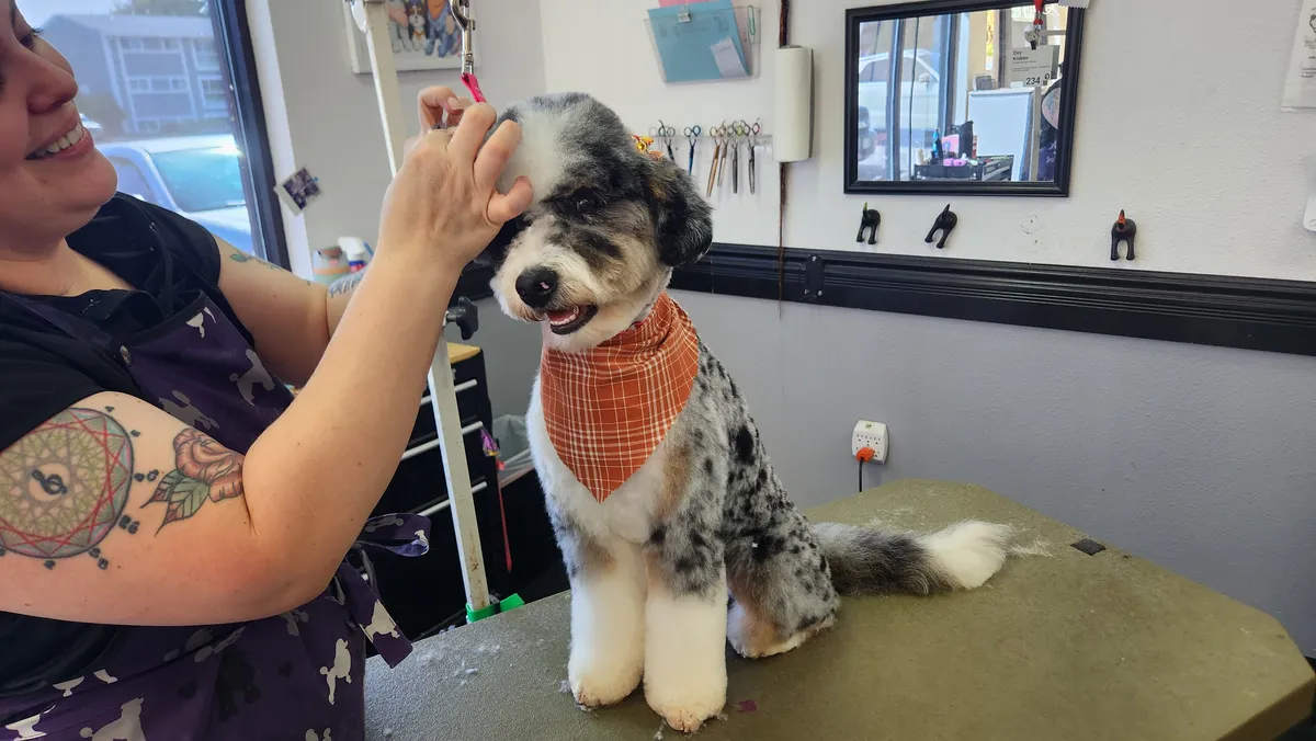 A groomer tying an orange bandana on the merle doodle.