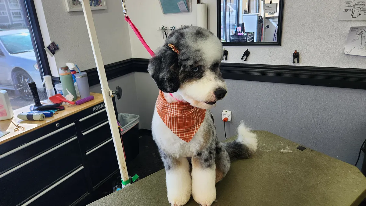 The merle doodle sitting in its orange bandana, groomed and ready for pick up.