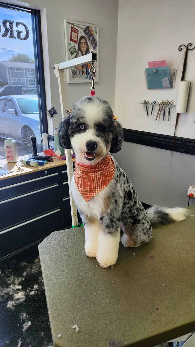 A blue merle doodle with one blue eye and one brown eye, sitting in an orange bandana after a full groom at Zuzu's.