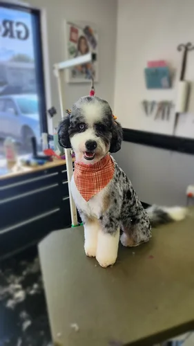 A doodle groomed at Zuzu's.