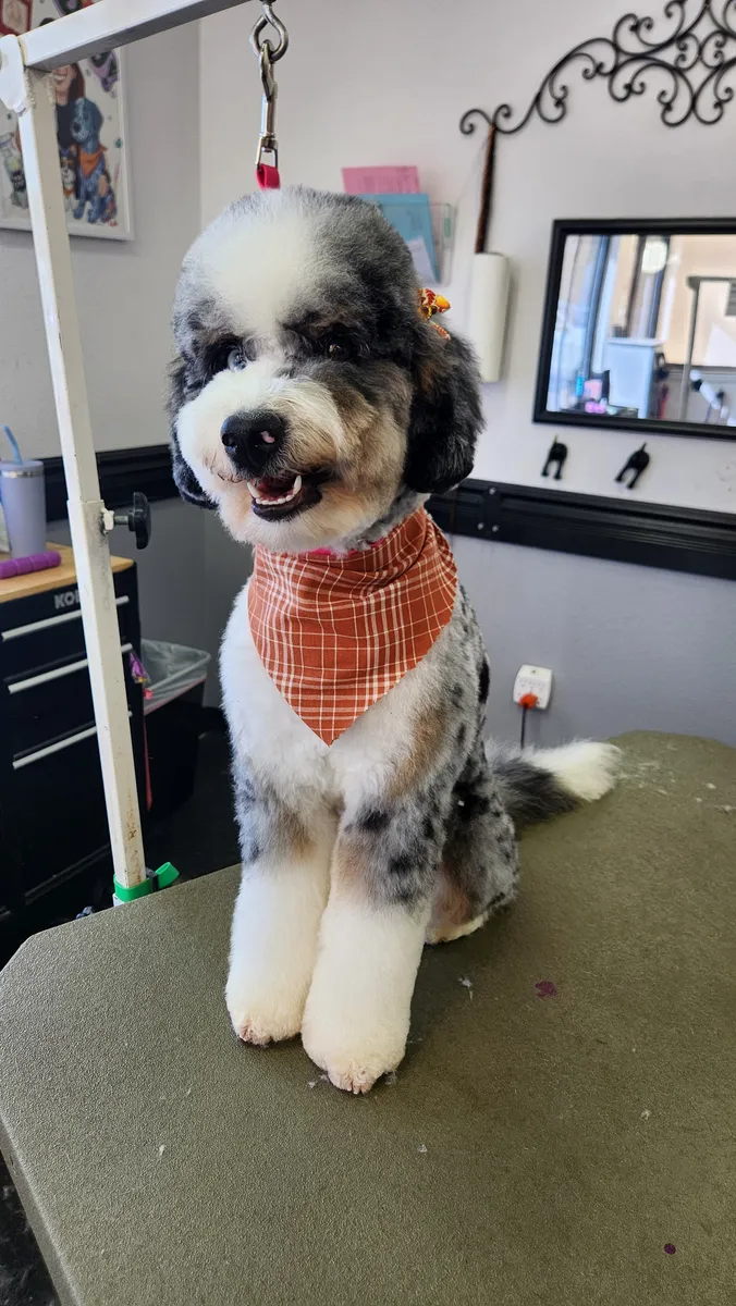 The merle doodle sitting in its orange bandana at the end of its grooming day.