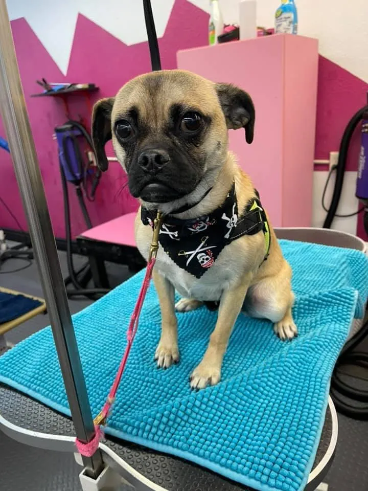 A small dog in a bandana on the grooming table at Zuzu's.