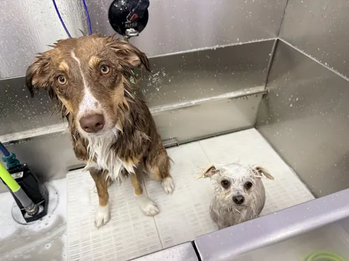 A red merle Aussie and a little white dog in the tub, mid-bath at Zuzu's.