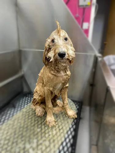 A doodle groomed at Zuzu's.