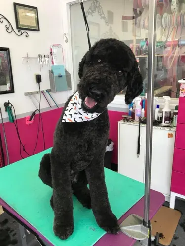 A freshly groomed dog at Zuzu's Pet Spa in Colorado Springs.