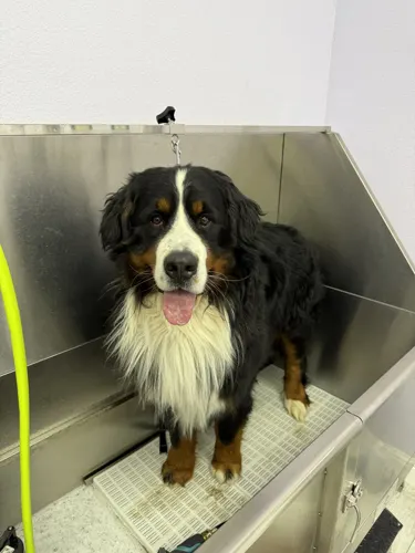 A extra large dog groomed at Zuzu's.