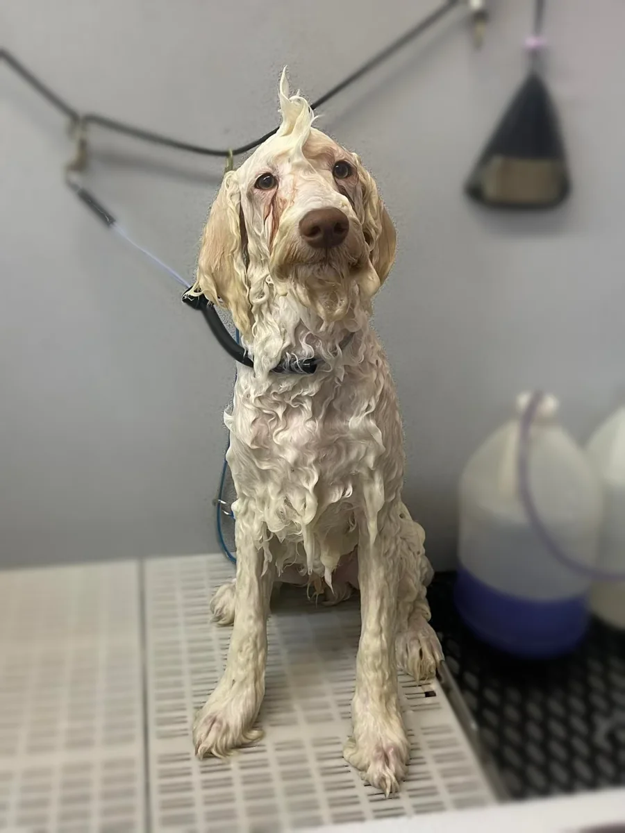 A wet Golden Retriever in the tub, mid-bath at Zuzu's.
