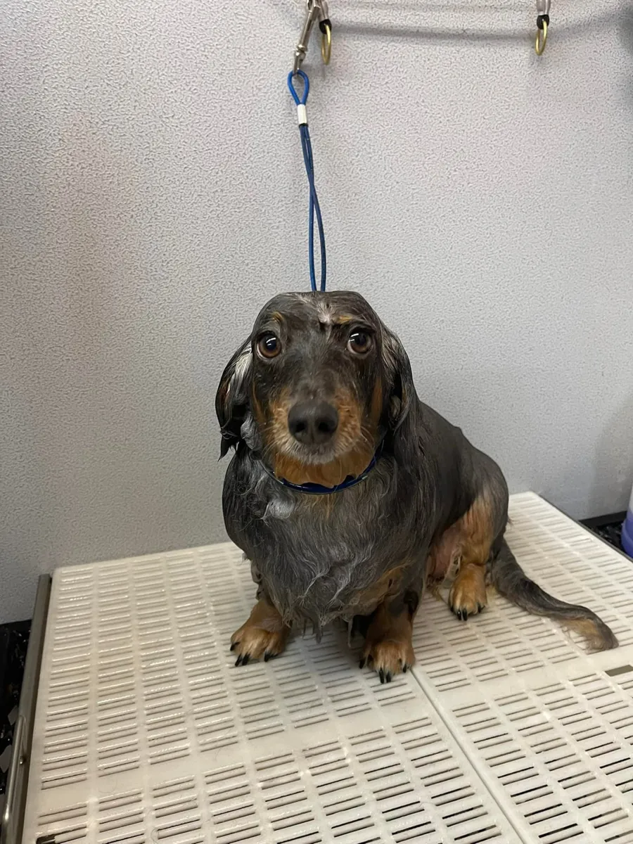 A freshly groomed dog at Zuzu's Pet Spa.