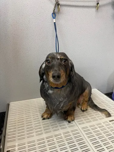 A freshly groomed dog at Zuzu's Pet Spa in Colorado Springs.