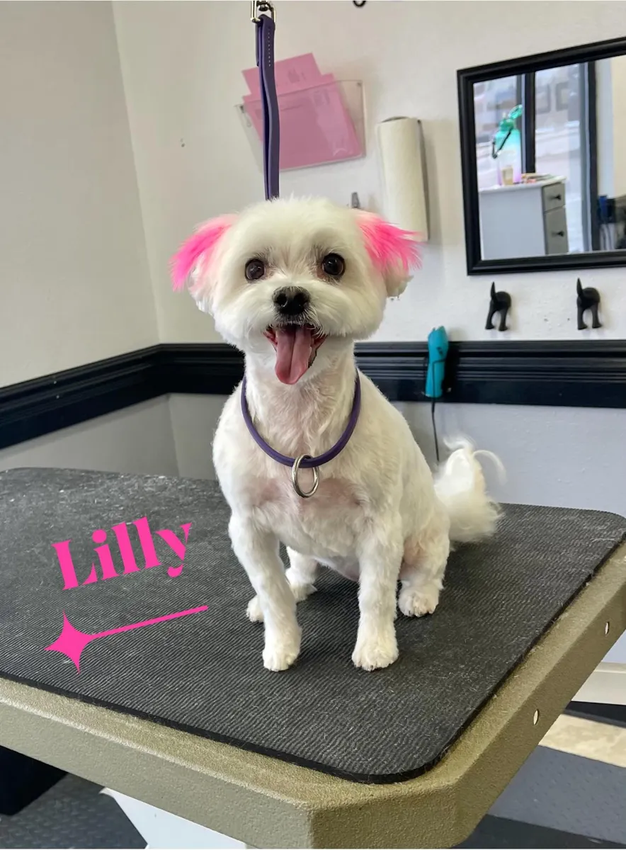 A white Maltese with pink ears after a groom at Zuzu's.