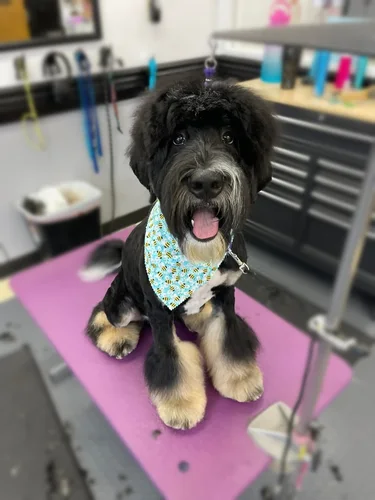 A doodle groomed at Zuzu's.