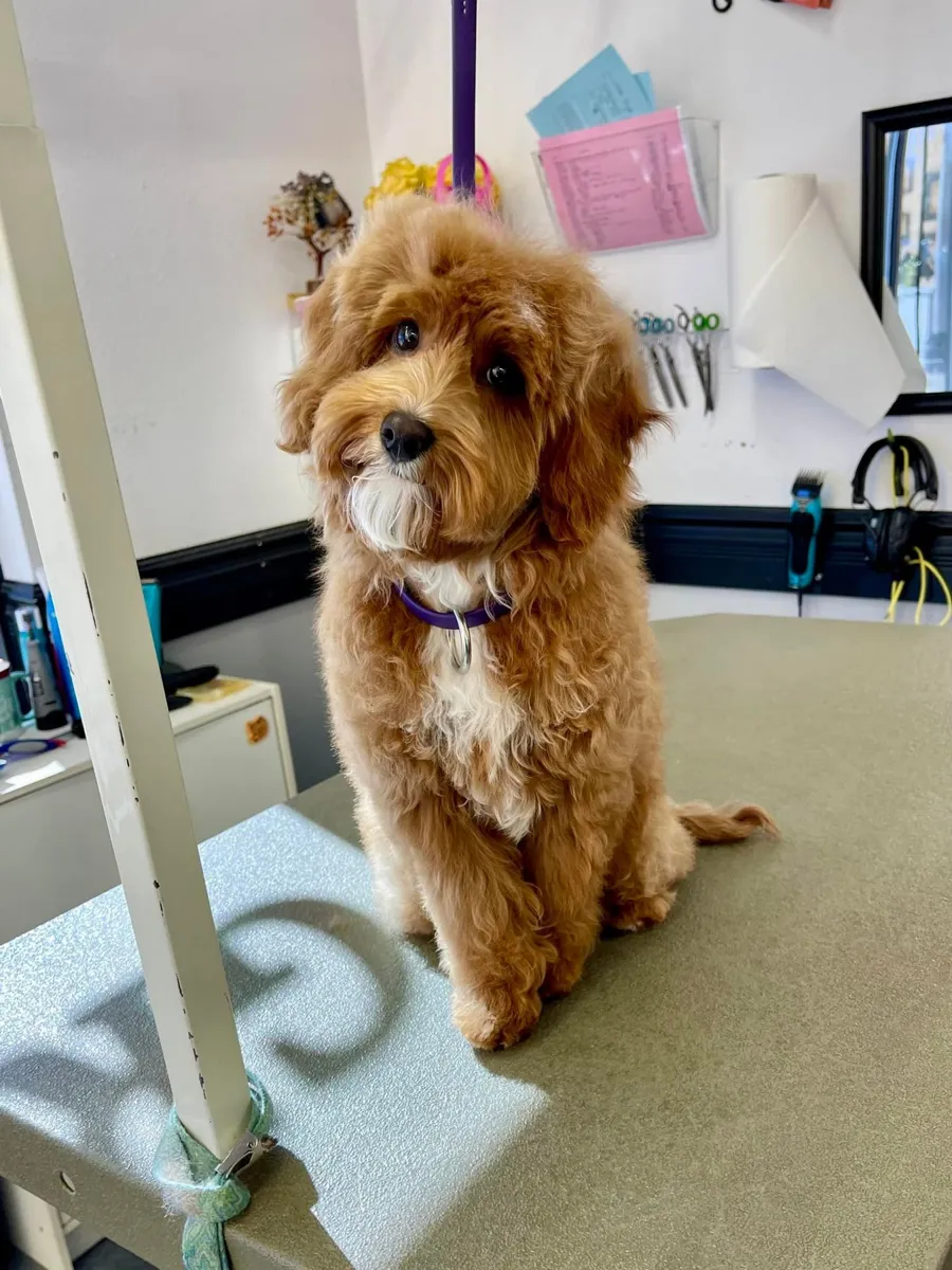 A red doodle sitting on the grooming table at Zuzu's.