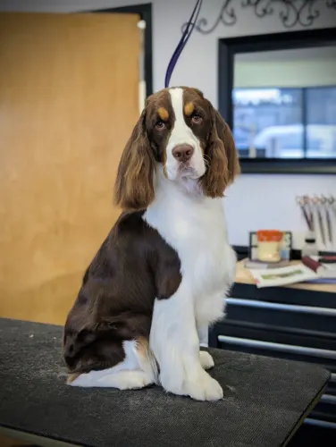 A medium dog groomed at Zuzu's.
