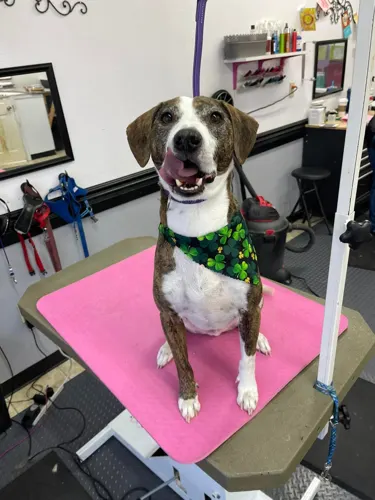 A freshly groomed dog at Zuzu's Pet Spa in Colorado Springs.