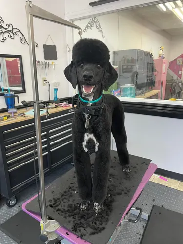 A freshly groomed dog at Zuzu's Pet Spa in Colorado Springs.