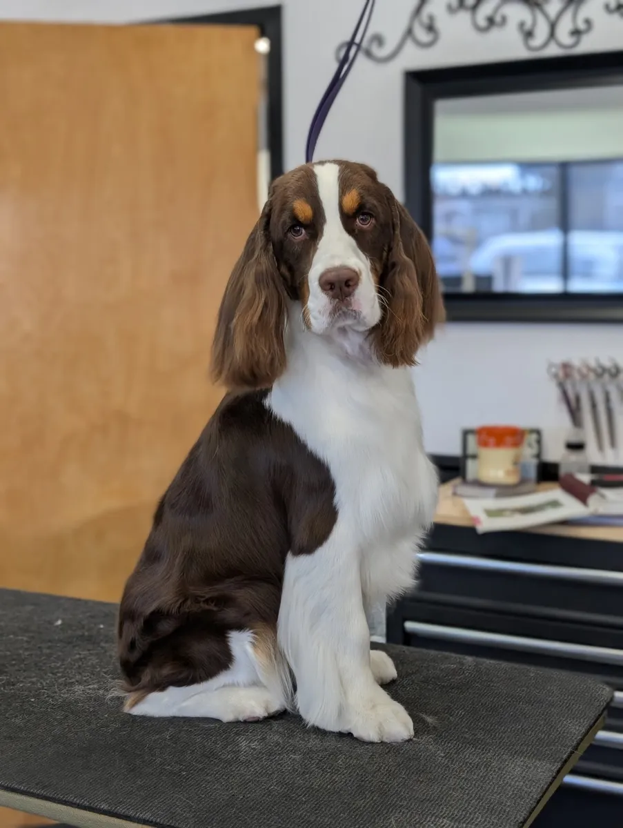 An English Springer Spaniel after a groom at Zuzu's.