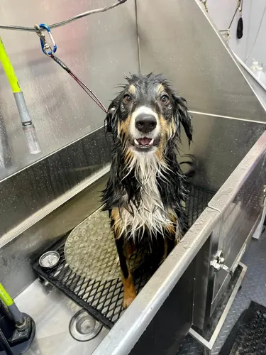 A freshly groomed dog at Zuzu's Pet Spa in Colorado Springs.