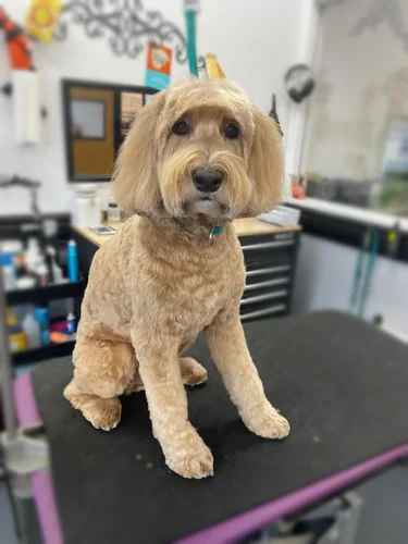 A doodle groomed at Zuzu's.