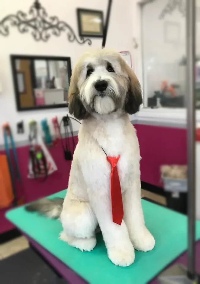A shaggy white and gray Sheepadoodle in a red tie at Zuzu's.