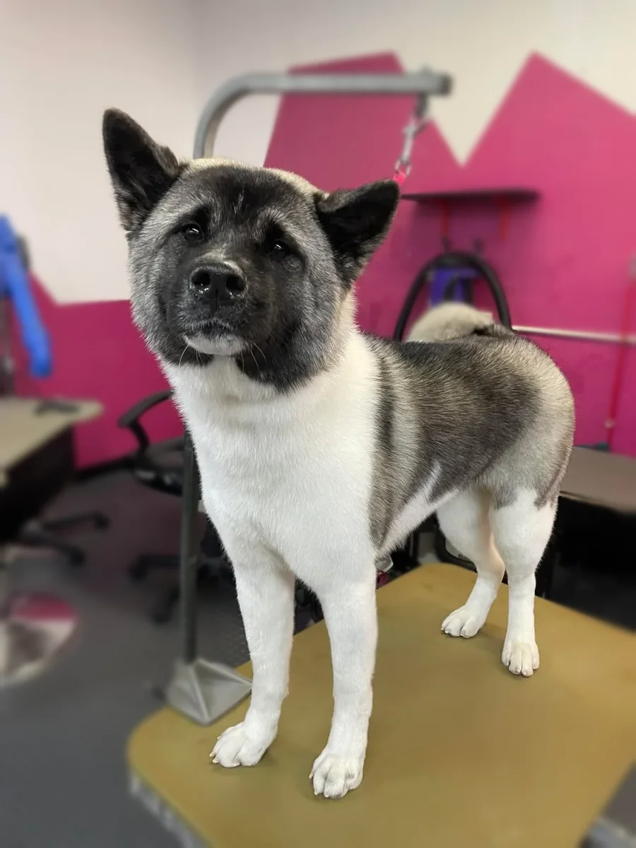 A black and white Akita standing on the grooming table at Zuzu's.