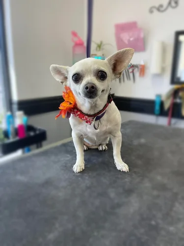 A chihuahua groomed at Zuzu's.