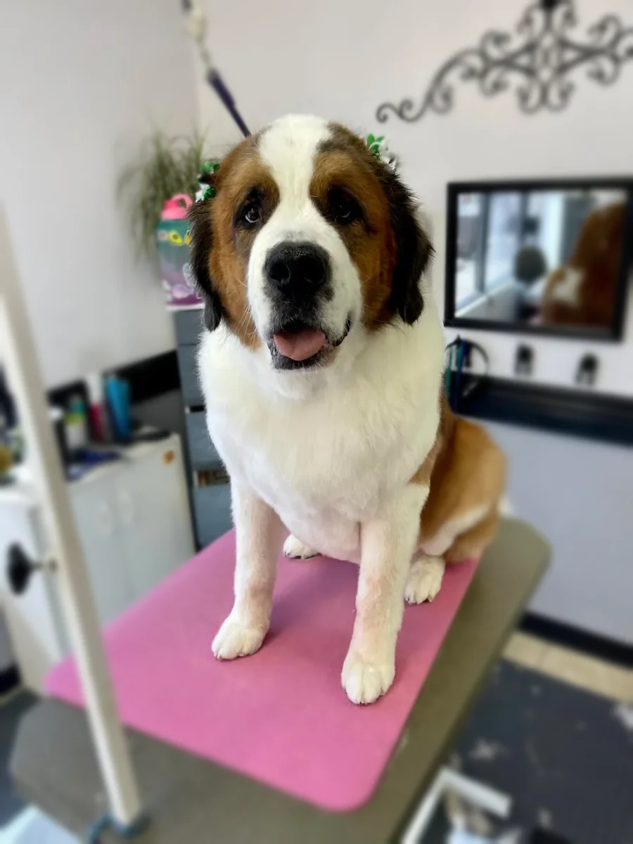 A Saint Bernard after a groom at Zuzu's.